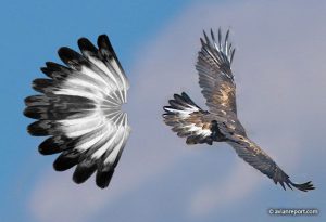 tail of a 3.5 to 5 year-old golden eagle