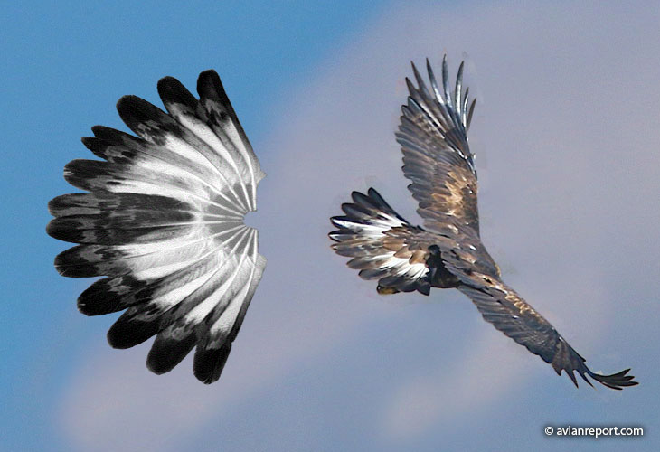tail of a 3.5 to 5 year-old golden eagle