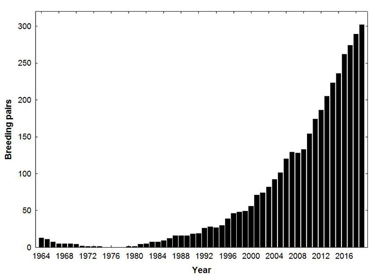 From Endangered to Recovered A Timeline of the Bald Eagle’s Journey