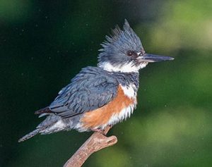 blue bird rufous chest