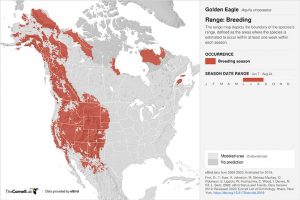 golden eagle breeding range