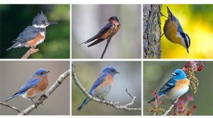 blue birds read chests
