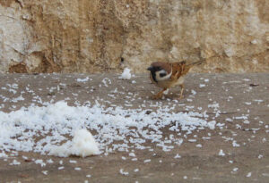 it ok to feed birds rice