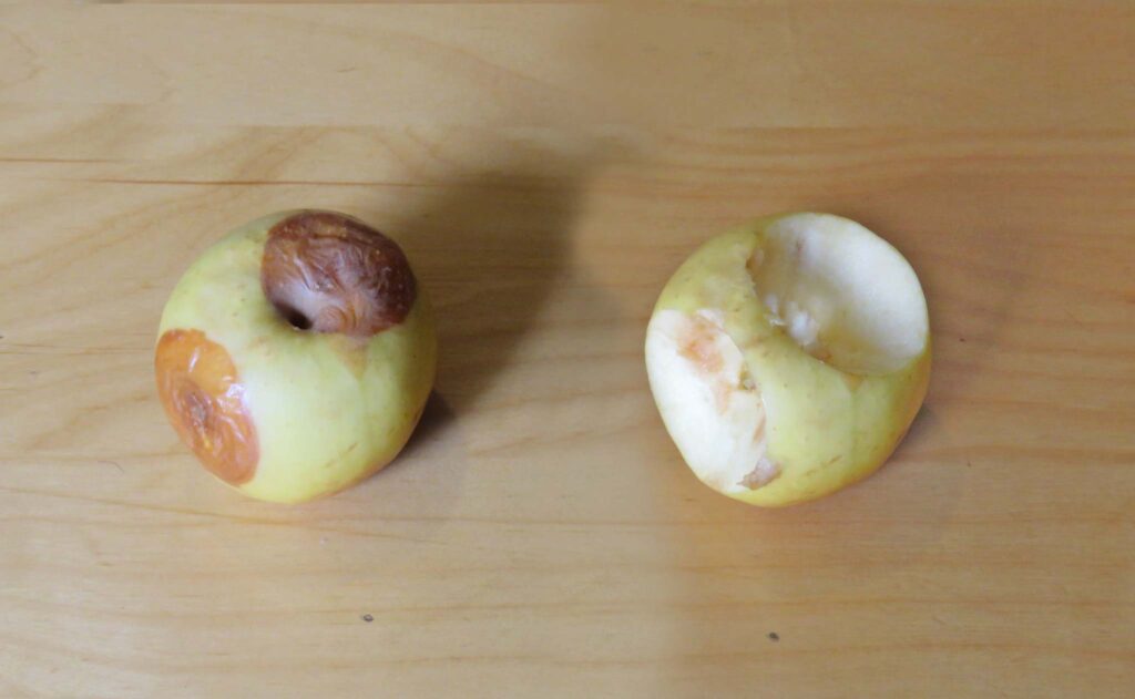 Can I Feed Backyard Birds Kitchen Scraps And Grains? - Avian Report (2026)