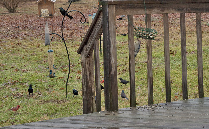 Can I Feed Backyard Birds Kitchen Scraps And Grains? - Avian Report (2026)