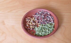 feed backyard birds kitchen scraps and pantry grains
