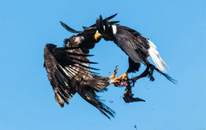 facts about bald eagles