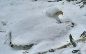 female bald eagle incubating