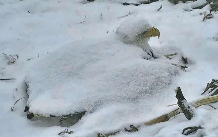 female bald eagle incubating