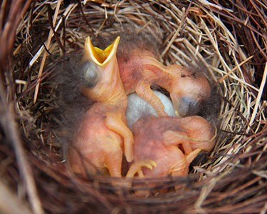 Aging Nestling Bluebirds Through Growth Stages Avian Report