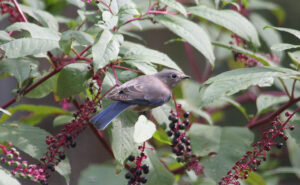 eastern bluebird eating berries