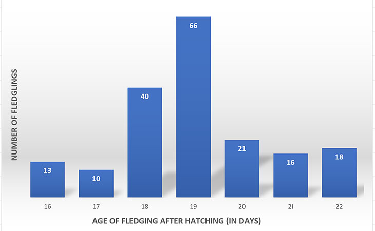 Fledging bluebirds: A few things to know - Avian Report