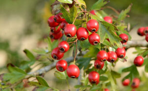 hawthron berries food for eastern bluebirds