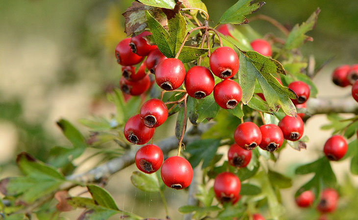 hawthron berries food for eastern bluebirds