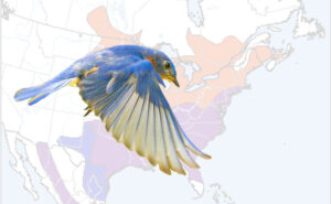 range of the eastern bluebird