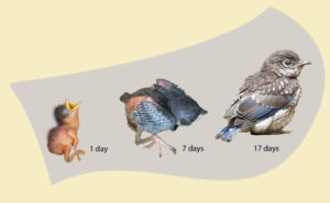 aging young bluebirds