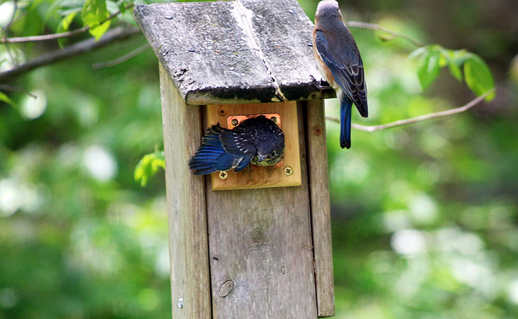 fledging bluebirds