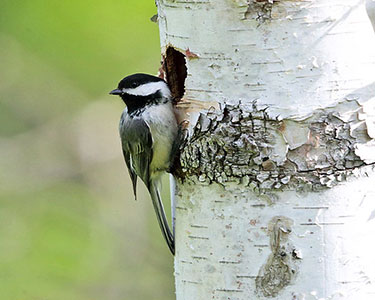 black-capped chickadee at cavity