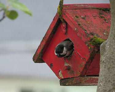 Black-capped Chickadee: Nest and Eggs - Avian Report
