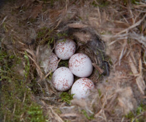 black-capped chickadee nest and eggs