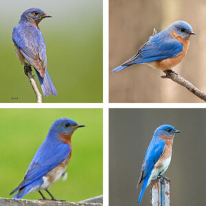 bluebirds bluer than othes