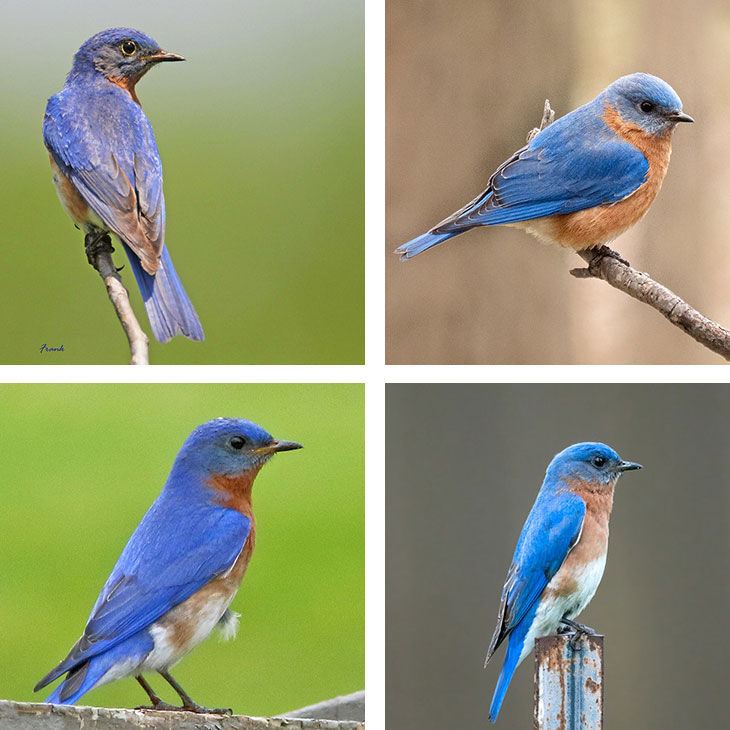 bluebirds bluer than othes