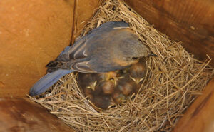 female bluebird facts