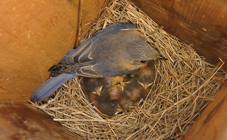 female bluebird facts