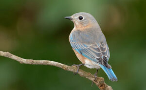 female eastern bluebird