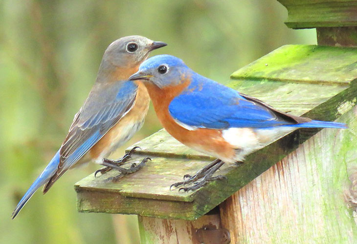Identification of the Female Eastern Bluebird - Avian Report