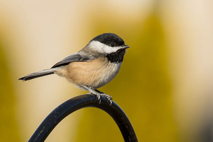 single black-capped chickadee