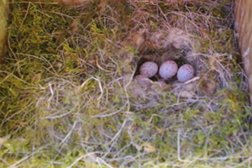 typical nest black-capped chickadee