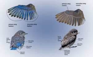 determine sex of young bluebirds by their plumage