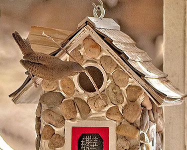 house wren at birdhouse