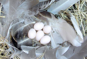 tree swallow eggs