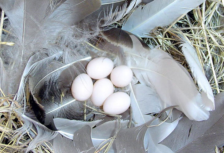tree swallow eggs