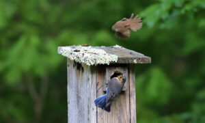 nest competition cavity nesters