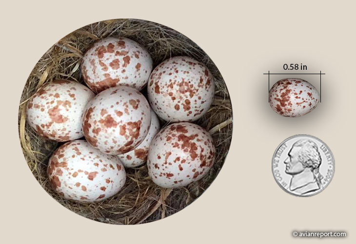 Carolina Chickadee Nest and Eggs Avian Report