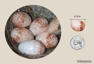 eggs of the Carolina wren