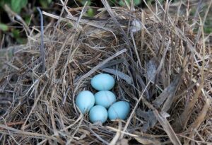 european starling nest