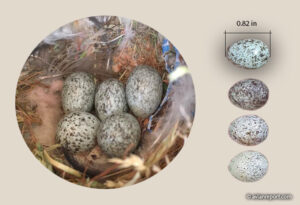 house sparrow egg color and markings