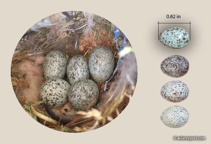 house sparrow egg color and markings