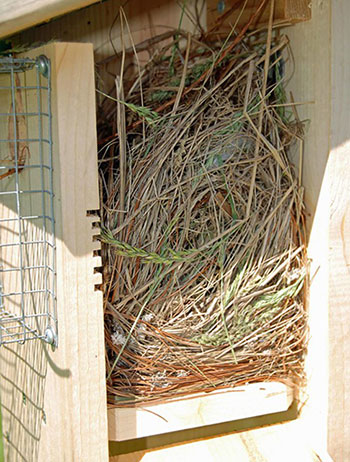 house sparrow nest in bluebird box