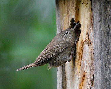 house wren at natural tree cavity