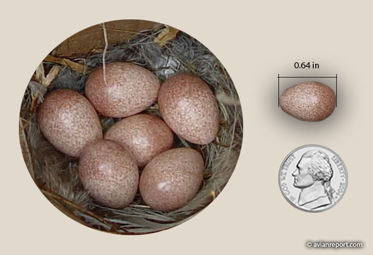 house wren eggs details