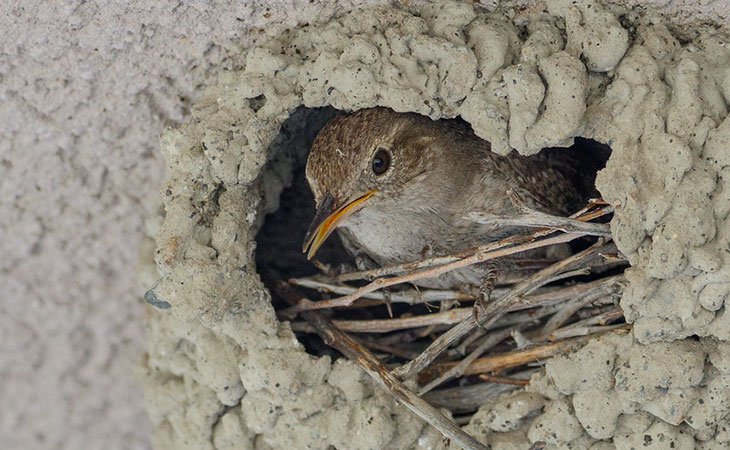 house wren nest and eggs