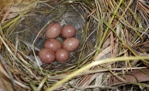 nest and eggs of the house wren
