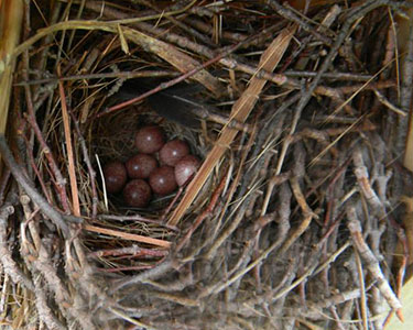typical house wren nest