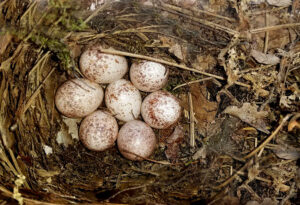 nest of a tufted titmouse