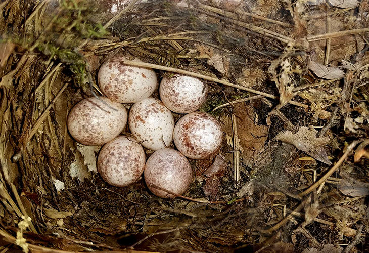 nest of a tufted titmouse